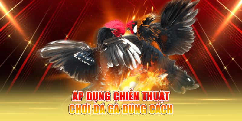 Áp dụng chiến thuật chơi đá gà đúng cách