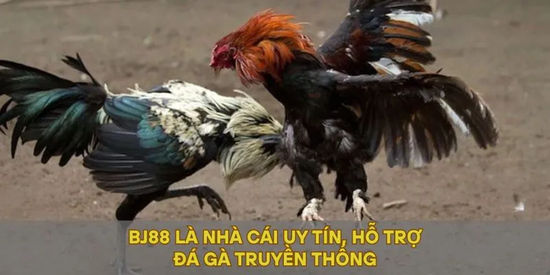BJ88 là nhà cái uy tín, hỗ trợ đá gà truyền thống