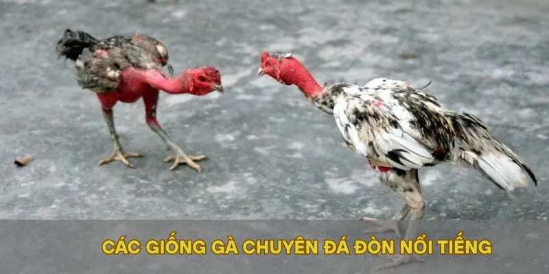 Các giống gà chuyên đá đòn nổi tiếng