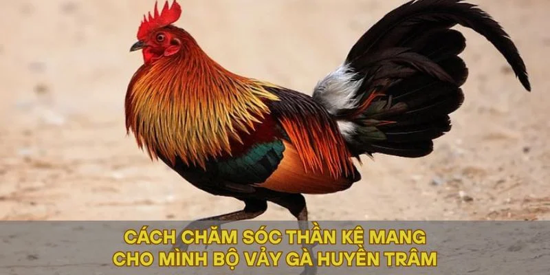 Cách chăm sóc thần kê mang cho mình bộ vảy gà Huyền Trâm