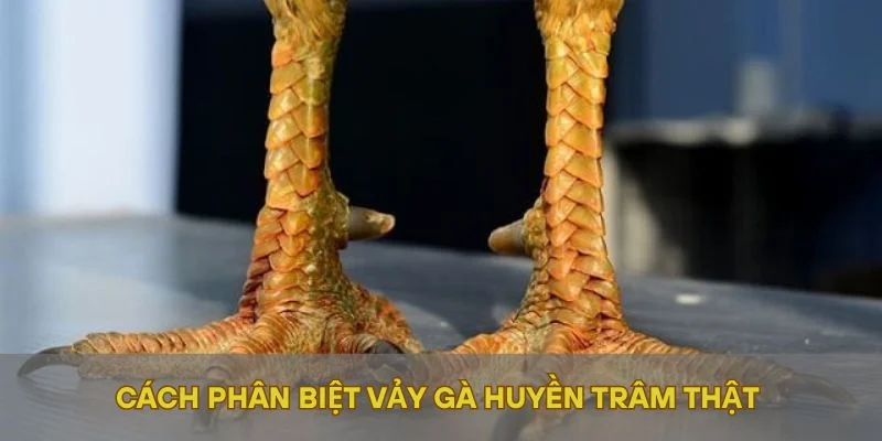 Cách phân biệt vảy gà Huyền Trâm thật