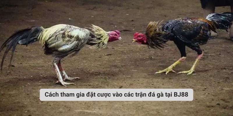 Cách tham gia đặt cược vào các trận đá gà tại BJ88
