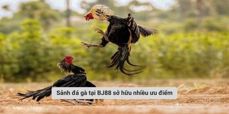Sảnh đá gà tại BJ88 sở hữu nhiều ưu điểm