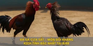 Đá Gà Cựa Sắt – Môn Đối Kháng Kịch Tính Bậc Nhất Tại BJ88