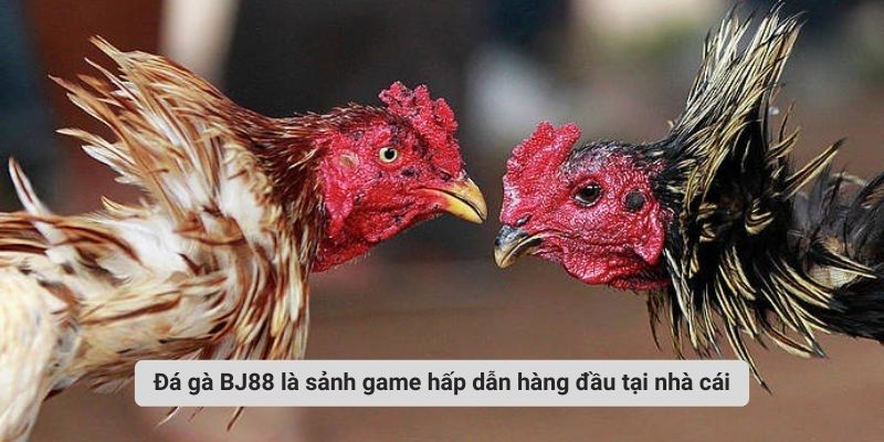Đá gà BJ88 là sảnh game hấp dẫn hàng đầu tại nhà cái