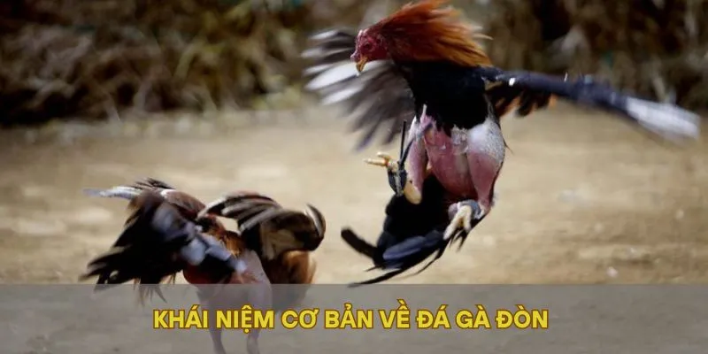 Khái niệm cơ bản về đá gà đòn