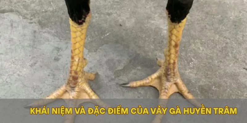 Khái niệm và đặc điểm của vảy gà Huyền Trâm
