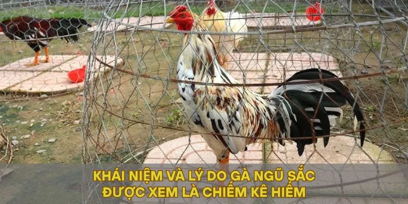 Khái niệm và lý do gà ngũ sắc được xem là chiếm kê hiếm