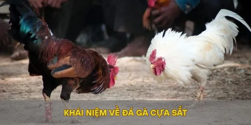 Khái niệm về đá gà cựa sắt