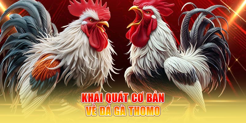 Khái quát cơ bản về Đá gà Thomo