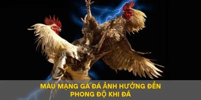 Màu mạng gà đá ảnh hưởng đến phong độ khi đá