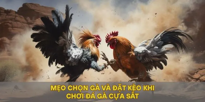 Mẹo chọn gà và đặt kèo khi chơi đá gà cựa sắt
