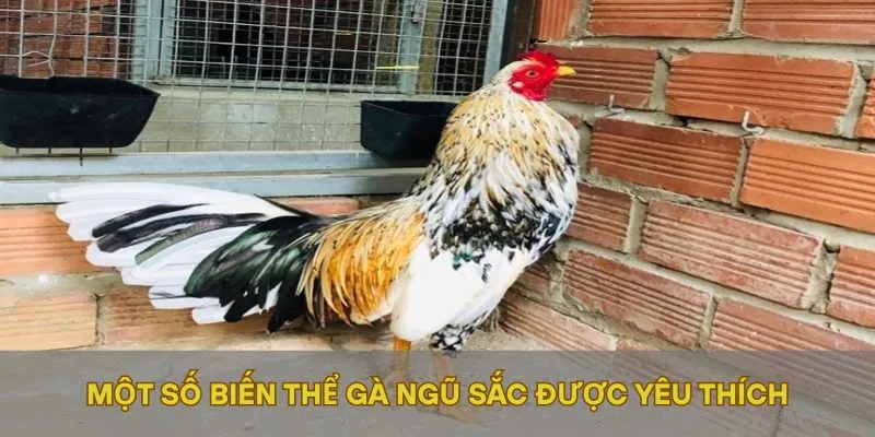 Một số biến thể gà ngũ sắc được yêu thích