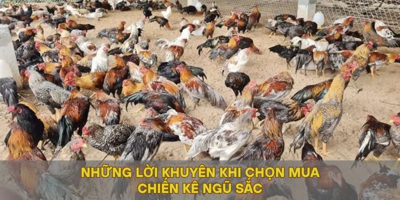 Những lời khuyên khi chọn mua chiến kê ngũ sắc