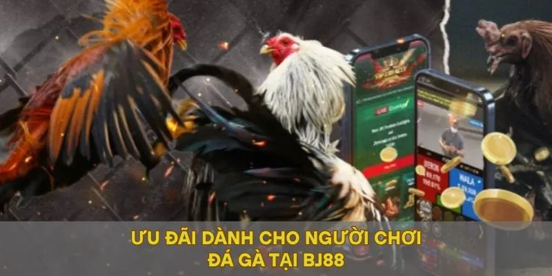 Ưu đãi dành cho người chơi đá gà tại BJ88