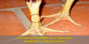 Vảy Gà Huyền Trâm Là Gì? Dấu Hiệu Nhận Biết Thần Kê Chuẩn